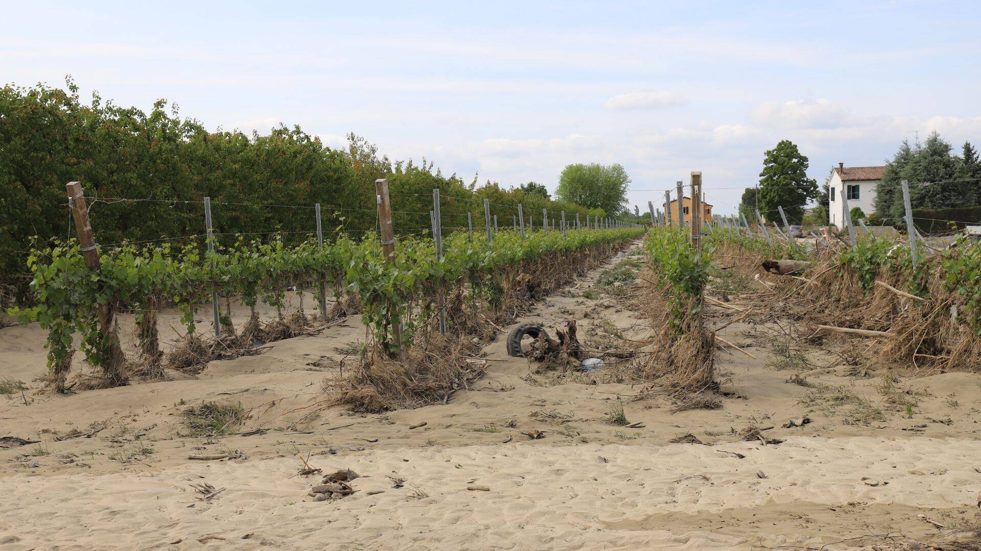Immagine: Alluvione azienda agricola