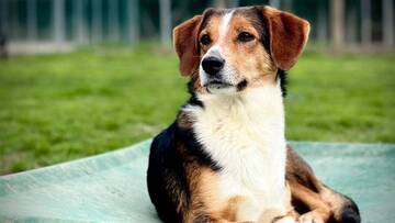 Un open day per il canile e l’infermeria felina