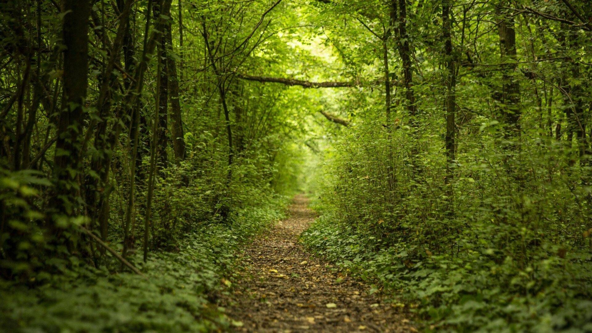 Percorso in mezzo alla natura