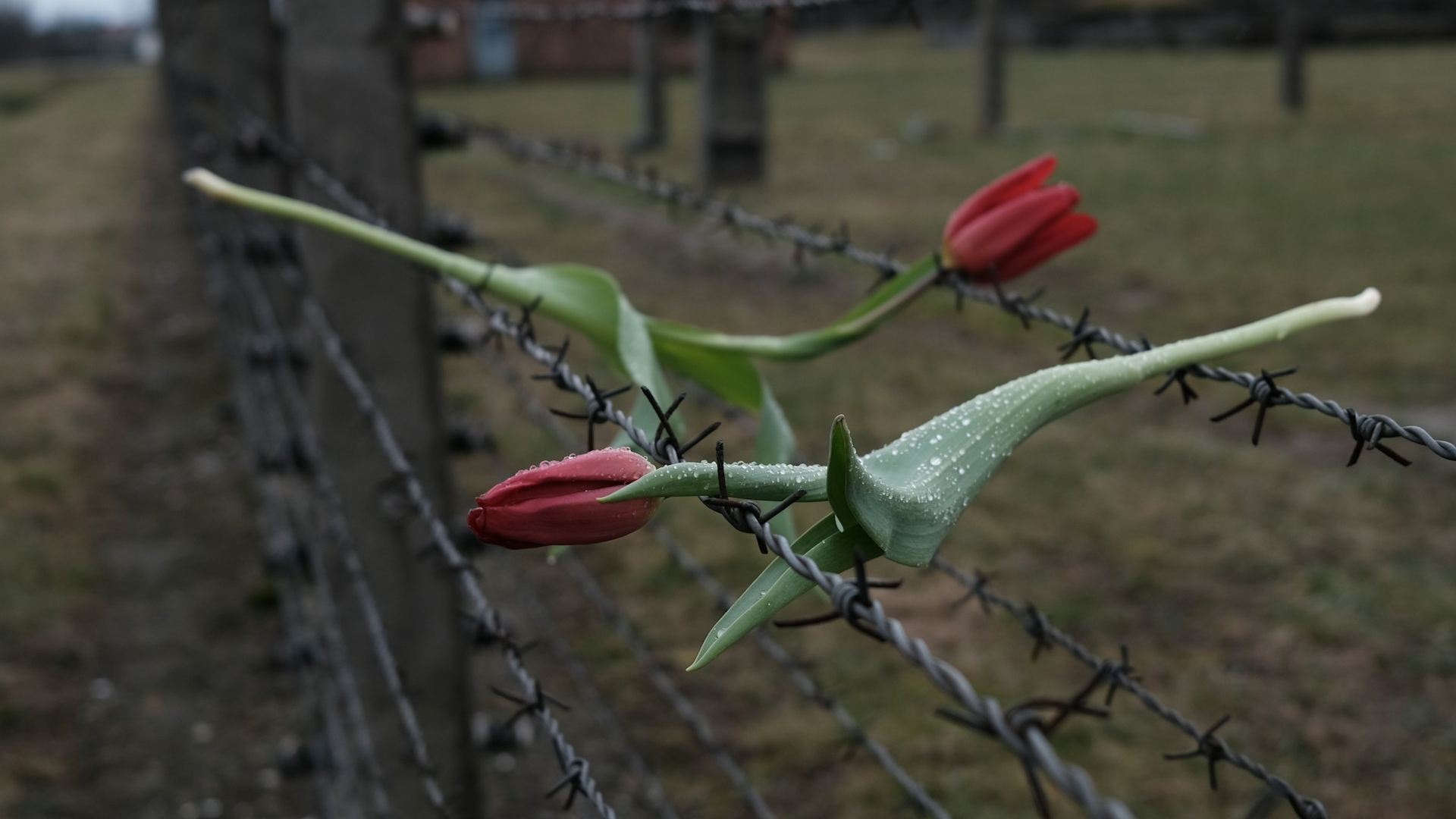 Immagine: Giorno della memoria filo spinato