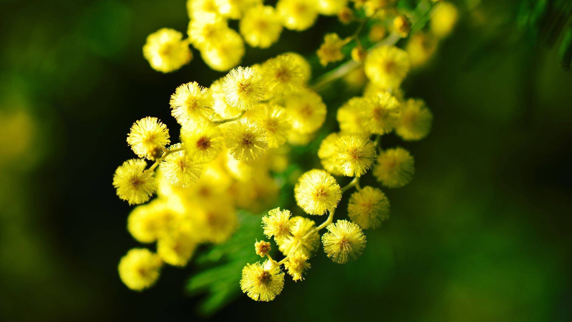 Una mimosa