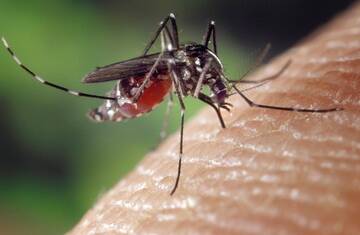 Bassa Romagna: West Nile virus, si alza il livello di attenzione per proteggersi dalle zanzare