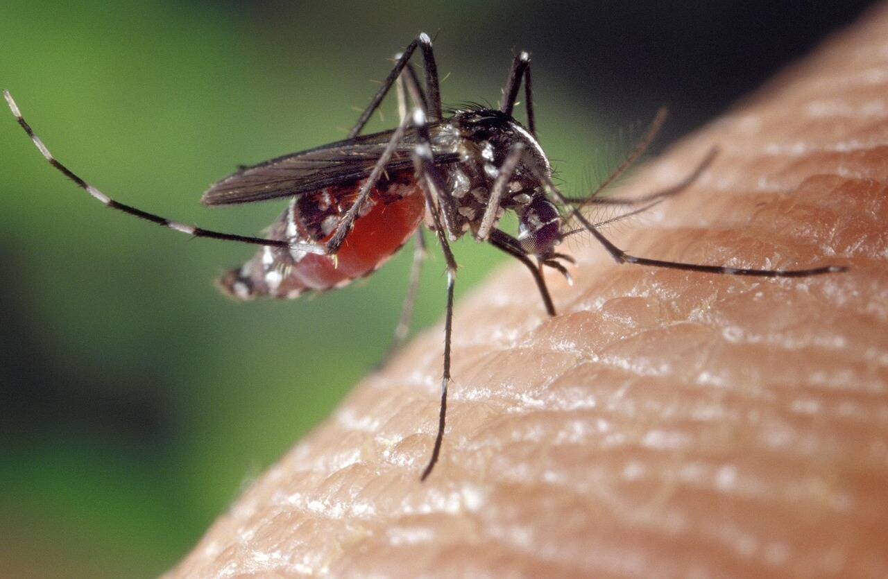 Immagine: mosquito-1332382_1280_reference