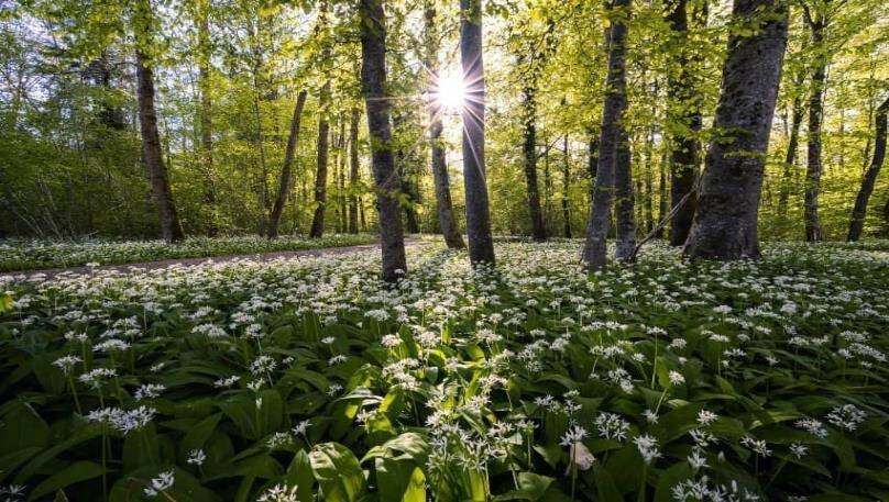 Immagine: Parco del Loto a Lugo