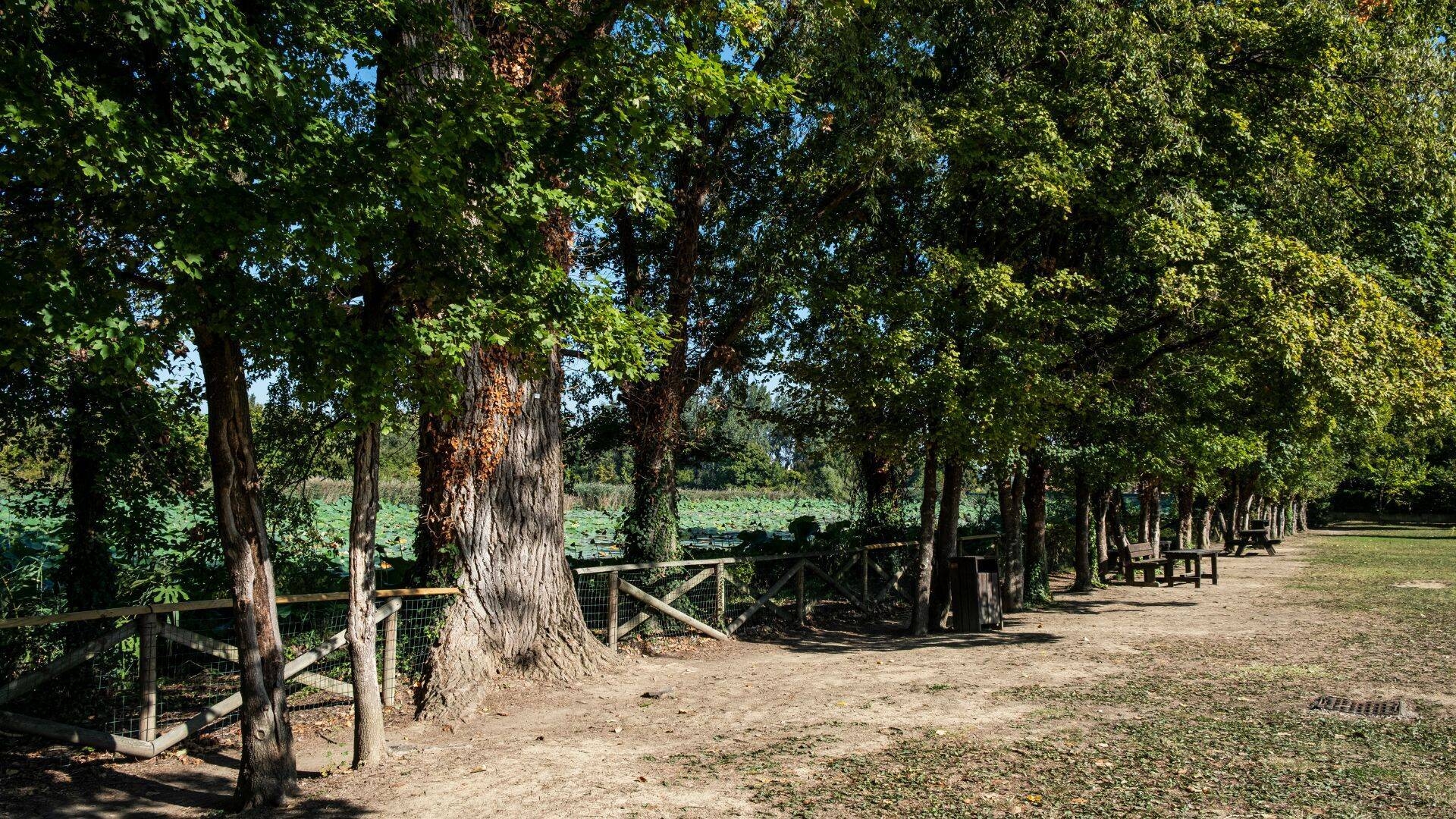 Immagine: Parco del Loto Lugo