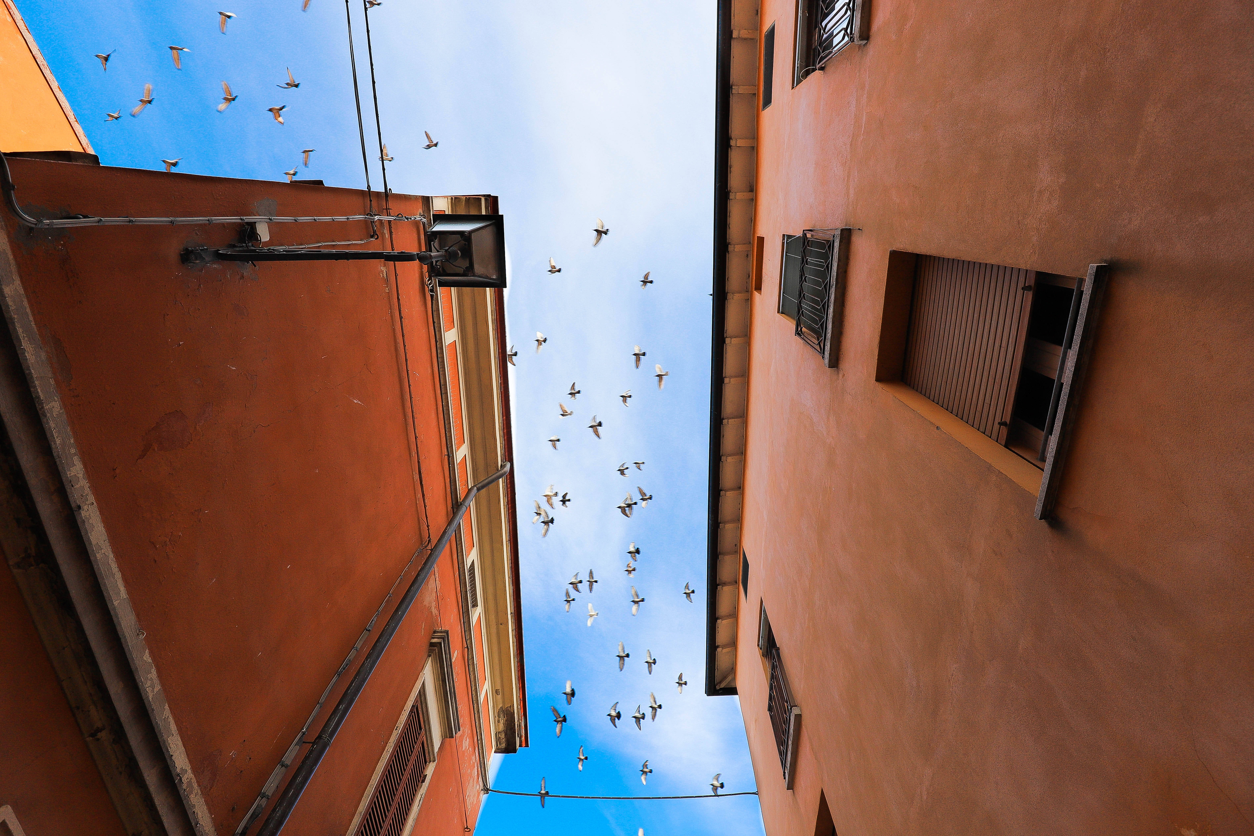 Immagine: Piccioni in ambiente urbano (1)