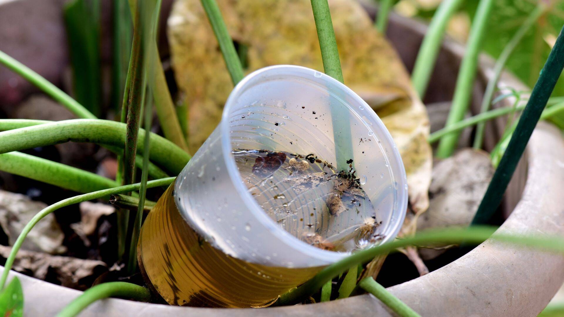 bicchiere pieno di acqua non utile per prevenire le zanzare