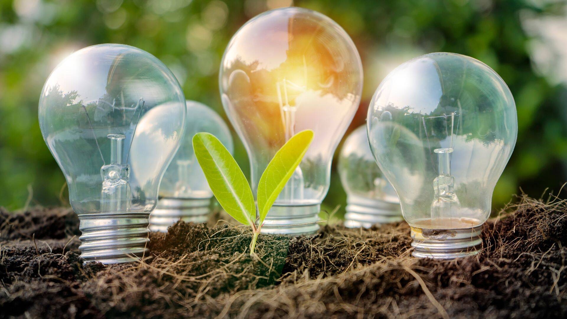 foto di quattro lampadine piantate a terra con una piantina