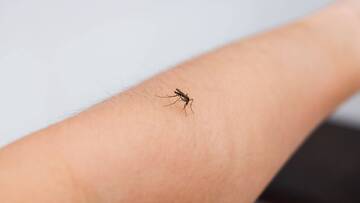 West Nile virus si alza il livello di attenzione, nuove ordinanze per proteggersi dalle zanzare